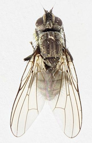 Egle sp.